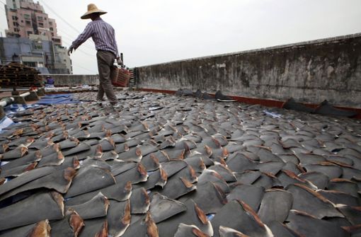 Ein Arbeiter sammelt im chinesischen Hongkong Haifischflossen, die auf dem Dach einer Fabrikhalle getrocknet wurden. Foto: Kin Cheung/AP/dpa