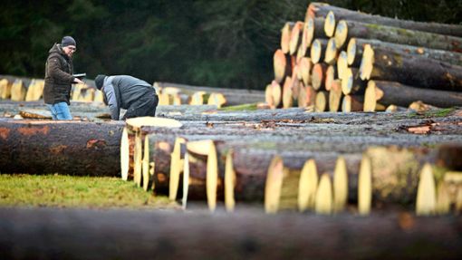 Etwa zwei Minuten brauchen die Mitarbeiter von Hans-Peter Fickler, um einen Baum zu begutachten und zu bewerten. Foto: Gottfried /Stoppel