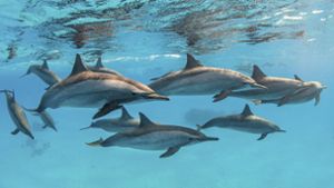 Delfine sind hochintelligente Tiere und leben in großen Gruppen, sogenannten Delfinschulen, zusammen. (Symbolbild) Foto: imago images
