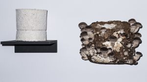 Ein Pilz, zwei Erscheinungsformen: Verpackung aus Myzel und Pilzkultur Foto: Mick Orel