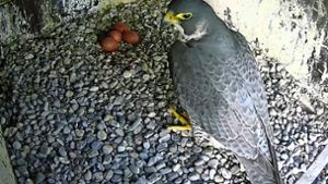 Die Falken brüten derzeit vier Eier aus. Ob noch ein fünftes dazukommt? Foto: Falcommunity