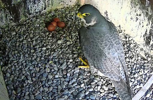 Die Falken brüten derzeit vier Eier aus. Ob noch ein fünftes dazukommt? Foto: Falcommunity