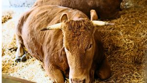Das Limpurger Rind und andere alte Nutztierrassen sind jetzt noch auf dem Schaubauernhof zu sehen. Foto: Lichtgut/Verena Ecker