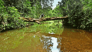 Oben grüner Blätterwald, unten Wasser mit Blutegeln: Deshalb überquert unser Autor den Fluss lieber auf allen vieren. Foto: Cosima Barletta/Eichmüller