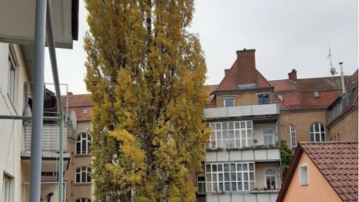 In der Blüte ihres Lebens: Die Pappelbäume beim Hölderlinplatz. Foto: /privat