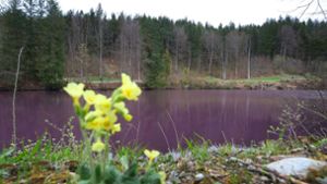 Lila gefärbt ist das Wasser des Gipsbruchweihers. Grund für die Farbe sind Bakterien, die in dem schwefelhaltigem Wasser blühen. Foto: Karl-Josef Hildenbrand/dpa