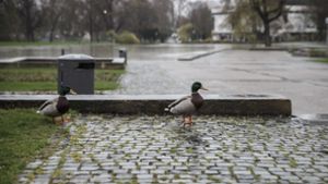 Enten machen sich auf den Weg in die Fußgängerzonen Foto: Lichtgut/Julian Rettig