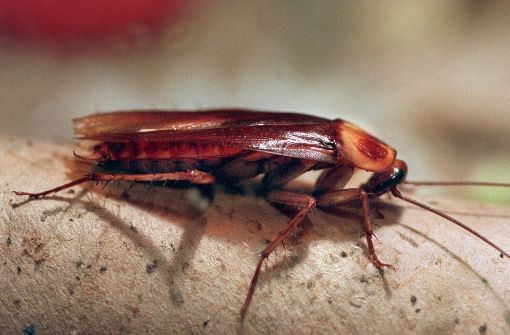 Kakerlaken (Küchenschabe, cockroach, cucaracha) gehören zur Familie der Blattidae. Sie leben mit Vorliebe in menschlichen Behausungen, wo sie als Vorratsschädlinge ihr Unwesen treiben. Im menschlichen Körper haben sie definitiv nichts verloren. Foto: dpa