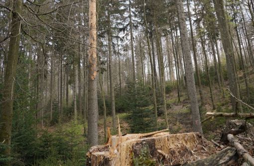 Der im Nadelholz wütende Borkenkäfer richtet enorme Schäden an.Foto: Edgar Layher Foto:  