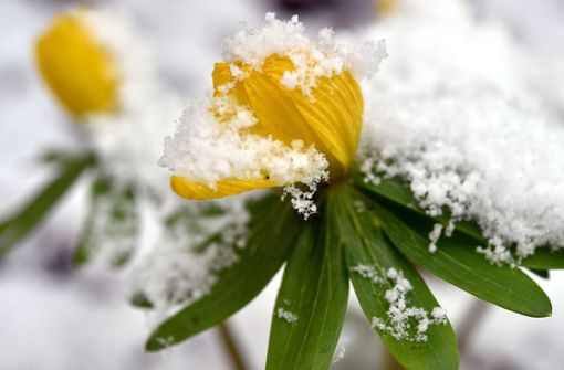 Ein Foto, das am Neujahrsmorgen entstehen kann: Feine Schneeflocken haben sich auf   Winterlingen niedergelassen. Foto: dpa/Bernd Settnik