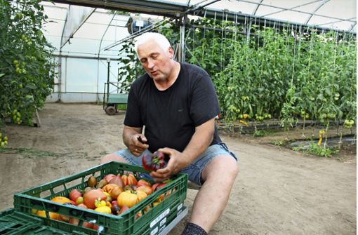 Winfried Keller ist passionierter Tomatenbauer. Er und  seine Frau Margarita Keller haben sich auf die Vielfalt der Früchte spezialisiert. Foto: Uli Fricker