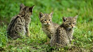 Insbesondere junge Wildkatzen sehen Hauskatzen zum Verwechseln ähnlich. Foto: Thomas Stephan/BUND/obs