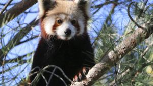 Der Tierpark Saint-Martin-la-Plaine veröffentlichtet dieses Foto des gesuchten Pandas. Foto: AP/HO