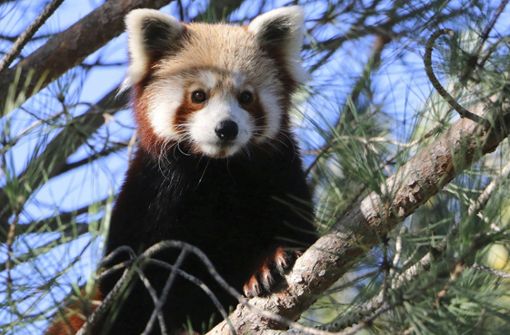 Der Tierpark Saint-Martin-la-Plaine veröffentlichtet dieses Foto des gesuchten Pandas. Foto: AP/HO