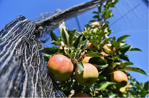 Die Landwirte am Bodensee rechnen grundsätzlich mit einer guten Apfel-Ernte. Foto: dpa