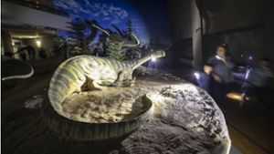 Im Museum am Löwentor findet eine Taschenlampenführung „Nachts bei den Sauriern“ statt. Foto: Julian Rettig/Julian Rettig