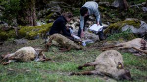 Zahlreiche tote Schafe werden von Vertretern der Forstlichen Versuchs- und Forschungsanstalt Baden-Württemberg (FVA) und der Forstverwaltung Calw untersucht. Foto: dpa