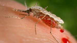 Das Foto zeigt eine Anopheles-Mücke. Malaria wird von dem einzelligen Parasiten (Plasmodien) verursacht. Die Erreger werden durch den Stich einer weiblichen Anopheles-Mücke auf den Menschen übertragen. Typisches Symptom einer Malariainfektion sind Fieberschübe.. Foto: AP