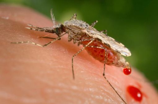 Das Foto zeigt eine Anopheles-Mücke. Malaria wird von dem einzelligen Parasiten (Plasmodien) verursacht. Die Erreger werden durch den Stich einer weiblichen Anopheles-Mücke auf den Menschen übertragen. Typisches Symptom einer Malariainfektion sind Fieberschübe.. Foto: AP