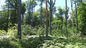 Ältere Bäume schützen  nachwachsenden Jungwald. Foto: Michael Käfer