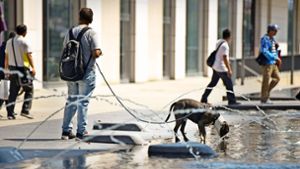 Hundstage im Juli – da braucht es schon eine Abkühlung. Foto: Lichtgut/Max Kovalenko