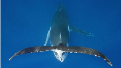 Unter den Indigenen in  ganz Polynesien gelten Wale als heilig. Foto: imago images/OceanPhoto/Reinhard Dirscherl via www.imago-images.de