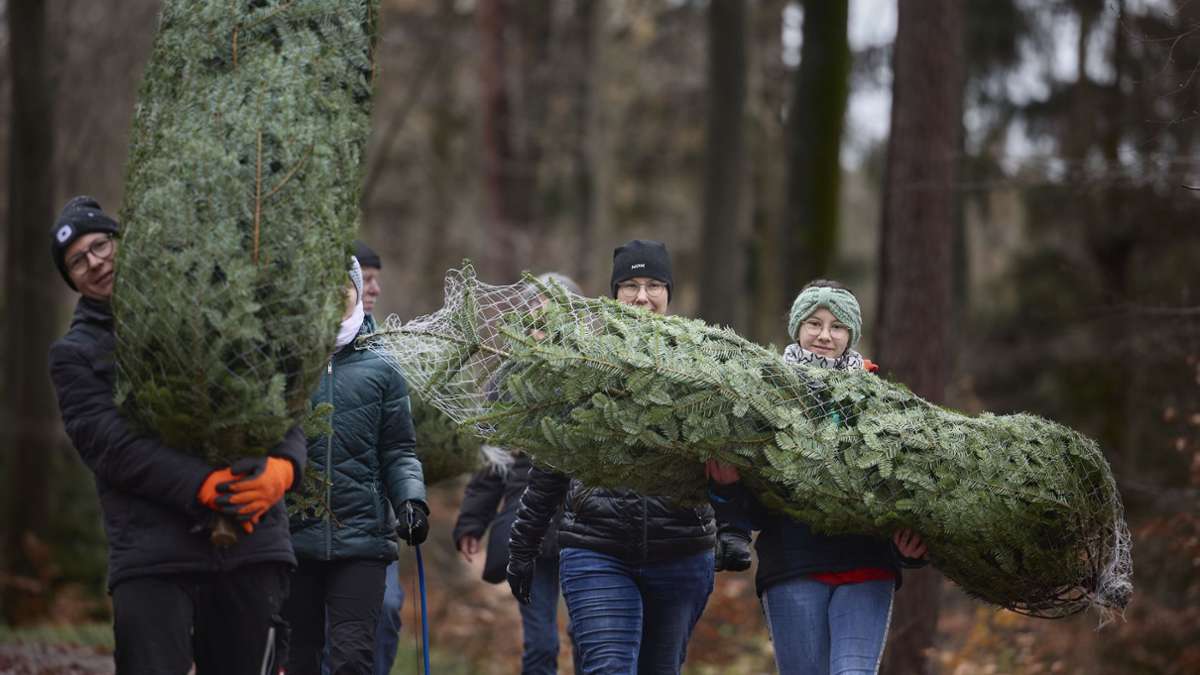 Tannenbaumverkauf in Weinstadt: Im Stadtwald wird der Christbaum selbst gefällt