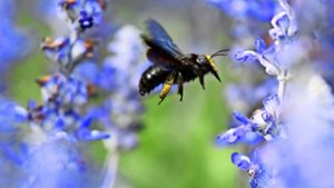 Einige Wildbienenarten sind nur ungefähr halb so groß wie Honigbienen. Auch deswegen haben sie es schwerer als ihre Artgenossen. Foto: dpa