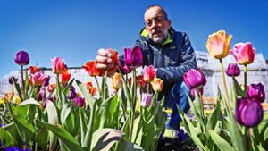 Im vergangenen Jahr blühten die Tulpen vergeblich: Wegen des ersten Lockdowns  konnte der Blüba-Chef  Volker Kugel  keine Gäste einlassen. Foto: factum/Simon Granville