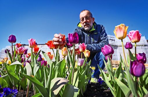 Im vergangenen Jahr blühten die Tulpen vergeblich: Wegen des ersten Lockdowns  konnte der Blüba-Chef  Volker Kugel  keine Gäste einlassen. Foto: factum/Simon Granville