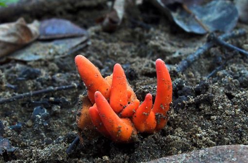Der giftige Pilz, der in Japan und Korea beheimatet ist, wurde nun in Australien entdeckt. Foto: AFP/RAY PALMER