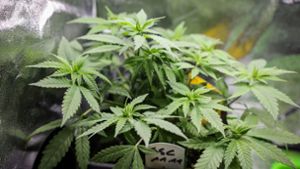 Trotz scharfer Kritik: Bundesrat macht Weg für Cannabis-Legalisierung frei
