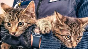 Die beiden Kätzchen suchen ihren Besitzer (Symbolbild). Foto: Facebook/Polizei Stuttgart