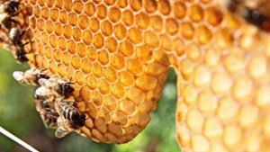 Unter anderem Pestizide und Monokulturen gefährden viele Insekten. Die Honigbiene (Foto), ist davon nicht ganz so stark betroffen, um so mehr aber viele wild lebende Arten. Foto: Pro Biene/Benedikt Adler