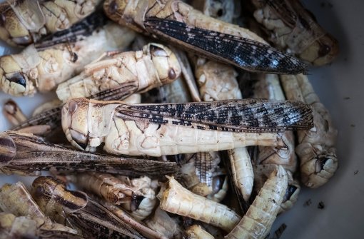 Zwei Milliarden Menschen essen Insekten – freiwillig. Foto: Lichtgut/Achim Zweygarth