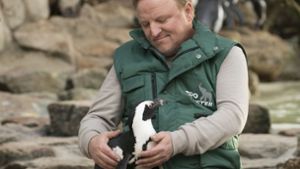 Der Kommissar und die Pinguin-Dame: Bei seinen Undercover-Ermittlungen im Zoo schließt „Tierpfleger“ Frank Thiel (Axel Prahl) den Pinguin Sandy in sein Herz.  Foto: WDR