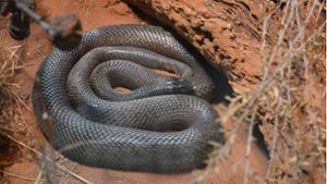 Ein Backpacker ist in Australien an einem Schlangenbiss gestorben. (Symbolfoto) Foto: IMAGO/ingimage/ via imago-images.de