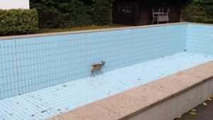 Das Reh im leer stehenden Schwimmbecken. Das Tier war in den Pool gestürzt und konnte sich allein nicht mehr befreien. Foto: dpa/---
