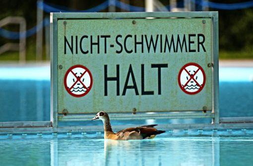 Ein Nichtschwimmer ist sie ganz bestimmt nicht: die Nilgans. Auch andernorts wie hier in Frankfurt besuchen die Wasservögel gern die Freibäder. Foto: dpa