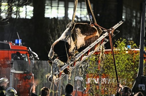Der betäubte Stier wird von der Feuerwehr abtransportiert Foto: 7aktuell.de/Reimer
