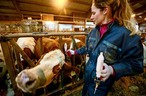 Ein Pieks für die Gesundheit: Die Tierärztin Nina Siegmund impft Kühe in Markgröningen gegen die Blauzungenkrankheit. Foto: factum/Granville