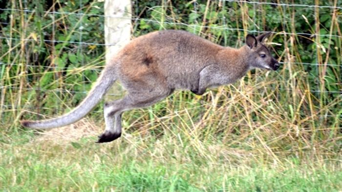 Ausgebüxtes Känguru hüpft durchs Sauerland