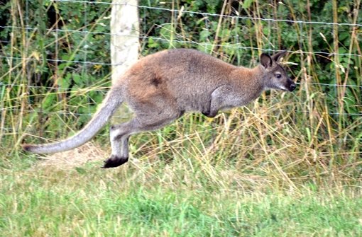 Skippy das Känguru hüpft durch das Sauerland. Foto: Waldeckische Landeszeitung/dpa