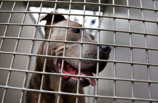 In Stuttgart sind mutmaßliche Hundehändler festgenommen worden (Symbolbild). Foto: dpa