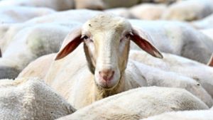 Zwei entlaufene Schafe haben in Papenburg Passanten attackiert. (Symbolbild) Foto: dpa-Zentralbild