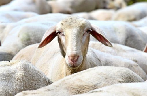 Zwei entlaufene Schafe haben in Papenburg Passanten attackiert. (Symbolbild) Foto: dpa-Zentralbild