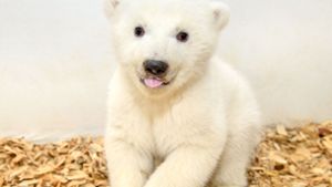 Das jung Eisbärmädchen hat noch keinen Namen. Foto: Berliner Tierpark