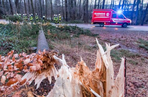 Tödlicher Unfall nach Sturmtief Eberhard. Ein Mann wird von einem umstürzenden Baum getroffen. Foto: dpa-Zentralbild