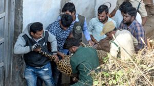 Wildtierexperten konnten die Großkatze am Montag in der Stadt Shadnagar einfangen und betäuben. Foto: AFP/NOAH SEELAM