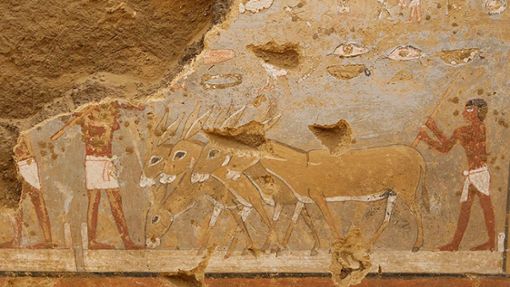 Die Wandmalereien aus dem Grab in der Totenstadt von Dahschur zeigen Alltagsszenen aus dem  Ägypten der Pharaonen – hier ein Eselsgespann beim Dreschen. Foto: © Stephan Seidlmayer/DAI/Kairo
